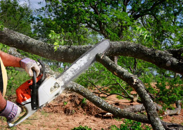 Reliable Lordship, CT Tree Services Solutions